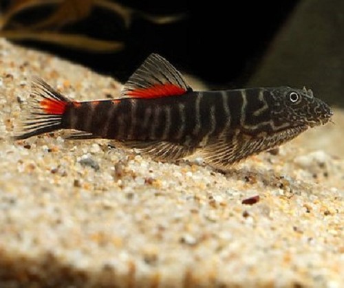 Gastromyzon sp. 'bloody mary' M